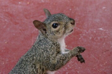 Portrait d'un écureuil gris d'Amérique du Nord (Sciurus carolinensis) sur un arrière-plan rouge,...