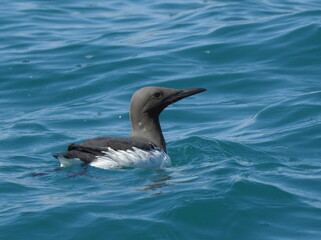 Guillemot de Troïl (Uria aalge) nageant dans la mer en Bretagne