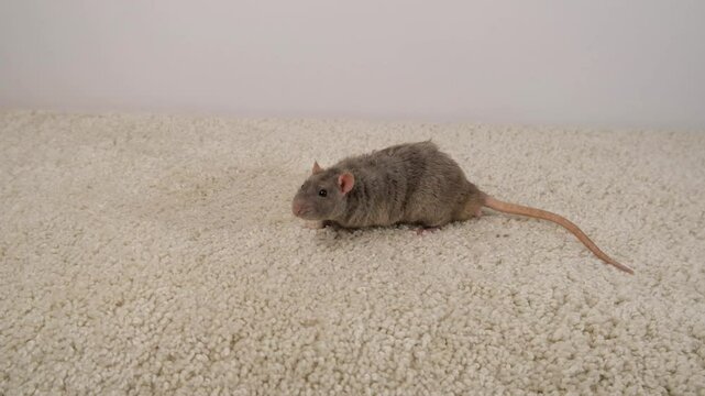 Gray rat on a white carpet.