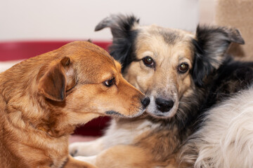 Two dogs are peacefully laying next to each other, gazing intently at the camera