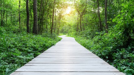 Obraz premium Sunlit path through lush green forest.