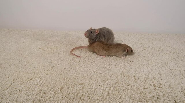 Brown and gray rats on a white carpet.