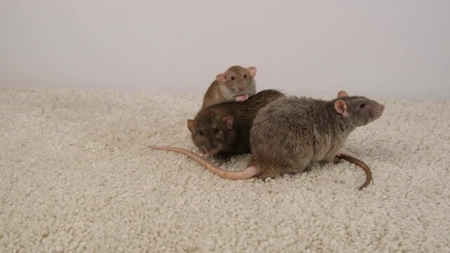Brown and gray rats on a white carpet.