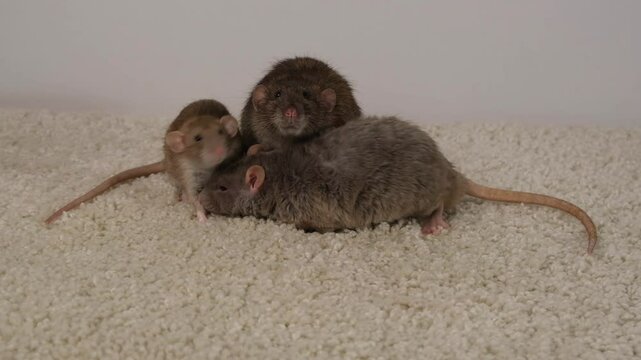 Brown and gray rats on a white carpet.