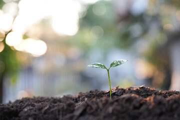 Pumpkin sprout growing macro closeup