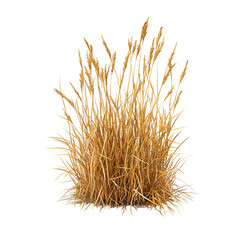 Golden Dry Grass, Autumnal Meadow, Dried Plant, Natures Hues, Botanical Image, Wild Grass, Natural T