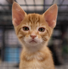 orange tabby kitten close up face portrait