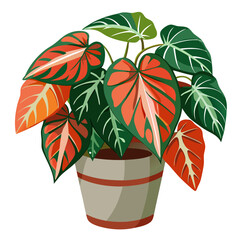 Obraz premium Vibrant begonia rex plant in a decorative pot against a clean white backdrop, showcasing its stunning foliage details