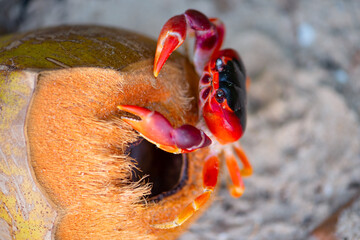 Red, Blackback or Bermuda land crab (Gecarcinus lateralis) is a colorful red animal of the Caribbean Sea. Macro close up of a crab on a fallen coconut on beach “Les Salines“ in Martinique (France)
