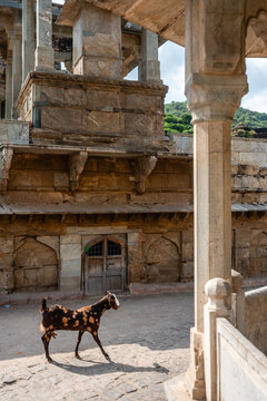 Ziege im Bihari Ji Temple in Amber Jaipur, Rajasthan, Indien, Asien