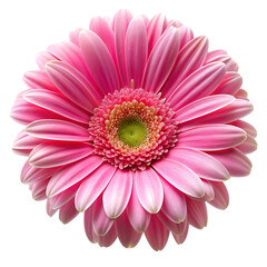 pink gerber daisy isolated on white © MIAN