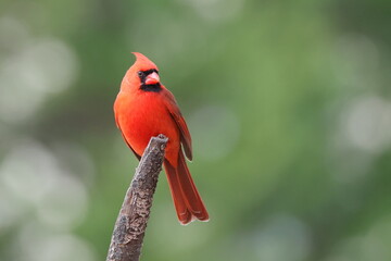 Male cardinal red bird perched against blurry background. 