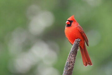 Male cardinal red bird perched against blurry background. 
