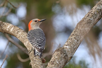 Female red bellied woodpecker clinging to tree trunk. 