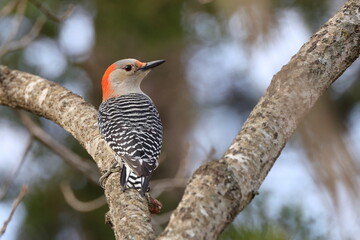 Female red bellied woodpecker clinging to tree trunk. 