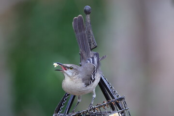 Happy mockingbird, catching suet food on ironwork structure, against blurry background. 