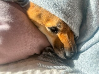 Pensive Shiba Inu with a sorrowful expression, head nestled under a blanket. The mood is reflective and contemplative. High quality close-up photo. copy space available.