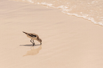 A Sanderling Searching For Food
