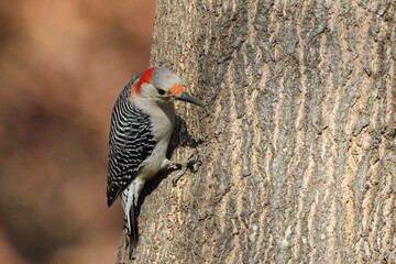 Female red bellied woodpecker clinging to tree trunk. 