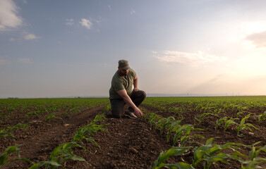 Fototapeta premium Young farmer in corn fields