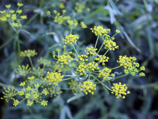 Sowing parsnip (Pastinaca sativa), grows in nature.