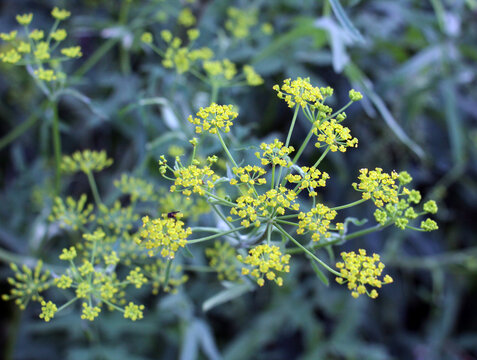 Sowing parsnip (Pastinaca sativa), grows in nature.