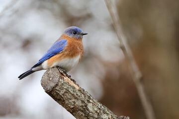 Male bluebird perched against blurry background. 
