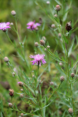 Cornflower Centaurea jacea blooms in a meadow among grasses