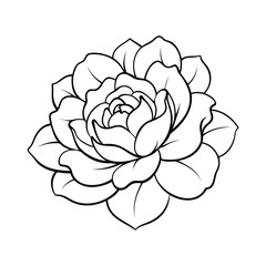 Black and white line art of a detailed peony flower in full bloom