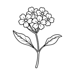 Black and white outline illustration of a verbena flower
