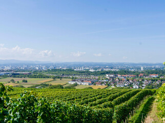 Die Weinberge von Tullingen mit Blick auf das Dreil&auml;ndereck, Weil am Rhein, Haltingen und die Stadt Basel und Frankreich am Horizont