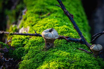 Pilz auf Moosbesetztem Baumstamm.