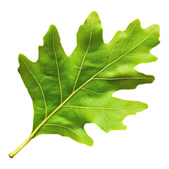 Fototapeta premium Captivating oak leaf close-up nature exploration botanical art studio setting macro photography natural beauty
