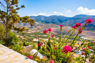 Colorful flowers and tropical plants in Tholaria village with mountains in background, Amorgos...