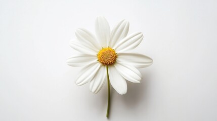 Obraz premium Single white daisy flower on white background.
