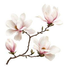 Fototapeta premium Delicate magnolia blossoms nature setting botanical illustration soft lighting close-up view floral aesthetics