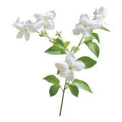 Delicate white flowers arrangement studio setting botanical photography minimalist design close-up natural beauty