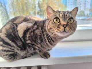 Scottish Straight is an Earl grey striped cat.