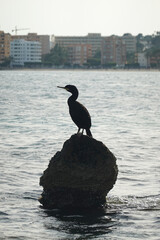 A bird on the sea side in Palma Nova, Mallorca