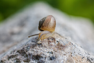 Close-up of a snail in the wild, showing its shell and texture in harmony with the surrounding greenery.