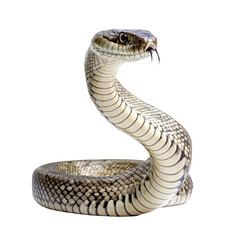 Fototapeta premium Striking Snake Isolated on White - Reptile Wildlife Photography Serpent Scales Venomous Predator Danger S Shape Curve Coiled PNG Transparent Background Cutout Herpetology Nature Animal Theme Exotic