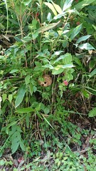 1487)Request for the removal of a yellow vented hornet nest in the bushes on the side of the road(Photo taken at 13:26 on july 3, 2017)
