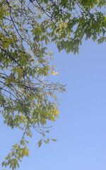 leaves against blue sky