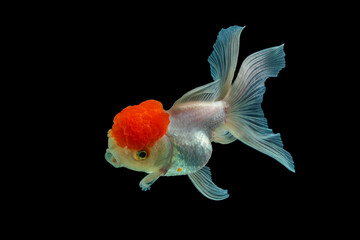 An Red Oranda is a breed of goldfish characterized by a prominent bubble-like 