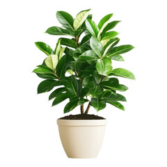 Glossy Ficus Plant Illustration, vibrant green foliage, ideal for digital design, versatile usage, clean transparent backdrop