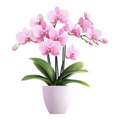 Orchid Elegance, vibrant potted orchid adorned with delicate blooms, set against a clean white backdrop, showcasing natural beauty and grace