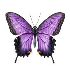 Purple butterfly isolated on white background beautiful insect colorful wings entomology nature...