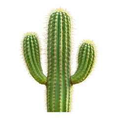 Naklejka premium Single green cactus with delicate tiny spines, vibrant color, isolated against a transparent background for versatile design use