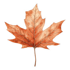Obraz premium Autumn Maple Leaf, vibrant orange hue, intricate details, perfect for seasonal designs, decorations, or educational materials