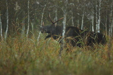 Łoś (Alces alces) moose © Bartosz Rakoczy